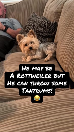 Yorkie Throwing Tantrums: The Toughest Little Dog