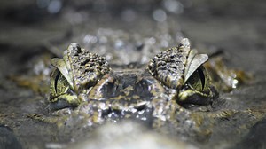 Sarasota Man Who Lost His Arm To An Alligator And Survived In The Woods For 3 Days Gives Wild Interview