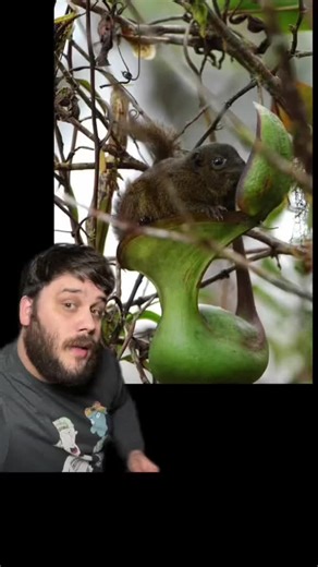 Zeke Darwin on TikTok