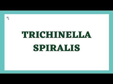 Trichinella spiralis Life Cycle | Trichinellosis/Trichinosis | Trichna Worm Infection | Parasitology