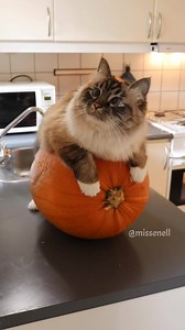 781K views · 11 reactions | When Nelly is celebrating Halloween  #cats #missenell | Missenell | Facebook