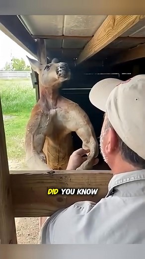 The kangaroo is the most powerful animal in the world #animalfacts #support | Amazing Animals Facts