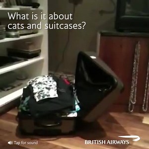 1.8M views · 13K reactions | What does your cat really think when you...