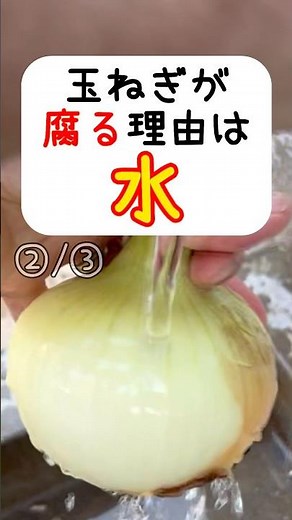 腐る理由これ…玉ねぎ保存🍀水が原因です🍀なぜ玉ねぎは洗うと傷みやすいのか？