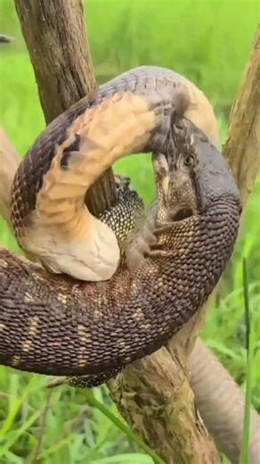 A fight between a lizard and a snake in a dramatic survival battle