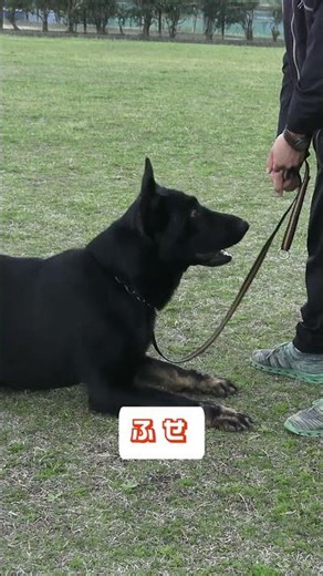 やる気満々だけど、時々空回る！先読み心理と足を使った誘導テクニック