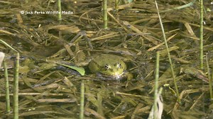 88 reactions · 4 comments | For good measure heres our other water frog calling! | Jack Perks Wildlife Media | Facebook