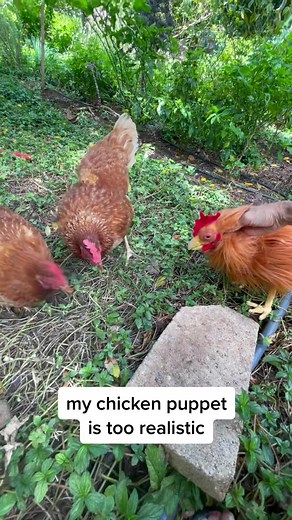 Homemade Chicken Puppet Pranks in the Backyard