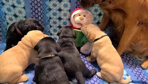 548K views · 19K reactions | You've heard of kids reading to therapy dogs, it just gets started early here. The Puppy Palace is decorated and ready for Christmas. | JJ Hospice Therapy Dog | Facebook