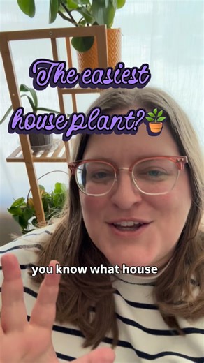 Flora & Frost on Instagram: "Every time I see an “Easiest House Plants!” list that includes peace lilies and monstera, I wonder how I am so talented at killing peace lilies and monstera. 🤷‍♀️ #plants #flowers #holiday"