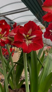 Amaryllis ‘Barbados’ ❤️ Big, bold blooms with rich, eye-catching color — this variety is a real show-stopper. Easy to grow and perfect for brightening up your home or gifting. ✨ Now –40% OFF and only a few bulbs left, so don’t miss it! #amaryllis #amaryllisflower #amaryllisbulb #amaryllislover #hippeastrum | Amarylia - Amaryllis Bulbs from Holland