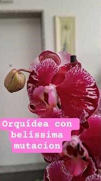 Mutación en las orquídeas. Dos varas florales con distinta floración. #orchid #orquideas
