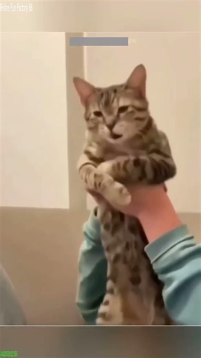 Alien Cat talks back to owner - Trending Animals 😵 What?!
