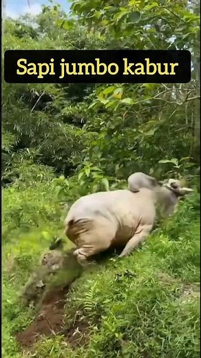 Sapi jumbo kabur #sapi #sapigemuk #sapingamuk #sapigalak #sapijumbo #sapilucu #sapijumbo #fypviral