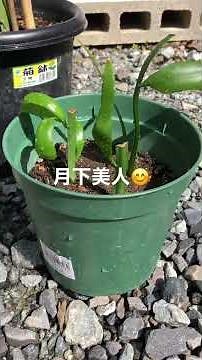 葉挿しをした月下美人（クジャクサボテン）😊ゆっくり順調に育っています☺️