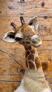 I’ve been making wire armatures for my giraffe needle felting kits. It’s an optional addition for customer orders. This week giraffes are popular so thought I’d share my wool sculpture. It’s still a favourite of mine. To order your giraffe kit please email (sorry no DM’s) birdieandblossom01@gmail.com * * * #needlefelting #giraffe #needlefeltedgiraffe #needlefeltingkits #wirearmature #wire #africananimals #iafricanwildlife #needlefelt #giraffeart #woolart #woolsculpture #needlefeltedsculpture #ha