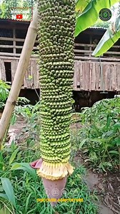 Discover the fascinating world of bananas with a focus on the largest banana bunch ever recorded! This incredible feat of nature showcases not only the sheer size of these fruits but also their impressive growth capabilities. A single banana bunch can contain dozens of individual bananas, all hanging together in a stunning display. Bananas grow in tropical climates and thrive in rich, well-drained soils. Farmers and botanists continually work towards maximizing yield and developing new varieties