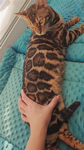 KITTENS FOR ADOPTION 🐾✨ Our beautiful Bengal kittens are now ready to find their forever homes, and our hearts are full of excitement as we introduce these little bundles of joy to loving families. These kittens are raised in a warm, caring home, surrounded by love, attention, and proper socialization from day one. They are playful, affectionate, intelligent, and full of that stunning Bengal sparkle that makes this breed so special. Each kitten has a soft, luxurious coat with breathtaking roset