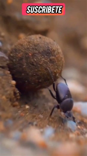 The Secret of the Dung Beetle! 🪲 #shorts #animals