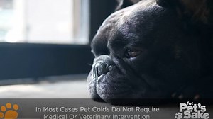 What to do if your pet has a cold