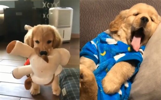 超有爱的狗狗.可爱狗狗视频。