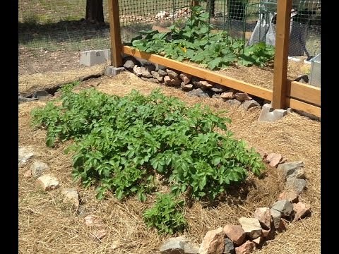 Growing Purple Majesty Potatoes