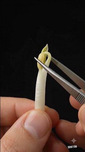 The Best Way to Clean Bean Sprouts Fast 🧽🌱