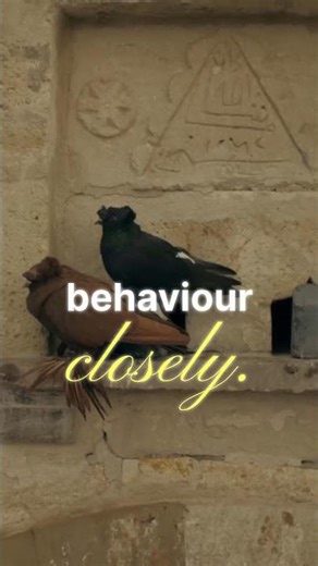 New Bird Introduction Tips