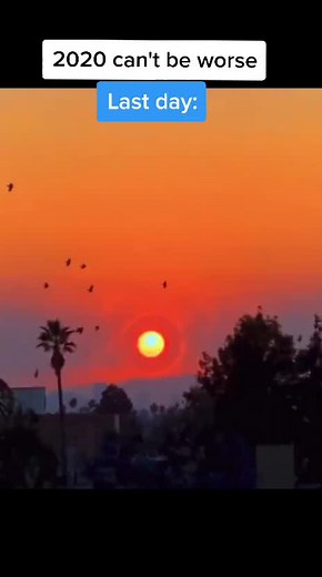 2020 Memes: The Year of Unforgettable Humor