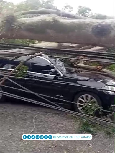 Caída de árboles en Cali por lluvias: puntos afectados y rutas alternas