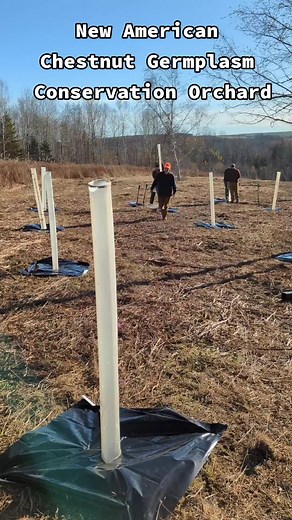 Intro to Forestry and a few upperclassmen got about 80 trees in the ground! #forestry #conservation #gardening #woodworking #americanchestnut