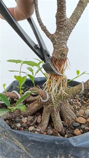 Simple tehnique of Air layering and the amazing results after 30days. #beringin #kimeng #ficus #propagation #airlayering #bonsaiprogramm #bonsaiprocess #bonsaitutorial #fyp #reelsviral #themax #themax30cm #fblifestyle | Henzo Bonsai