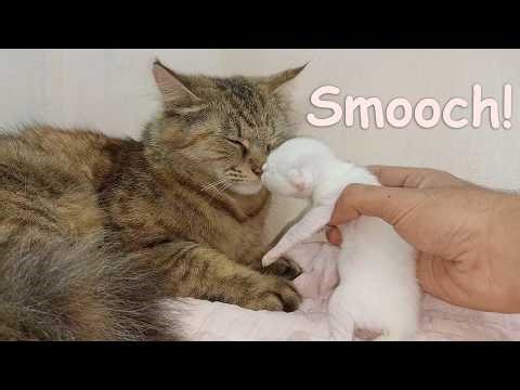 A Lonely Orphan Kitten Meets Foster Mom Cat and Climbs into Her Paws | POOR KITTEN Nursed by Big Cat