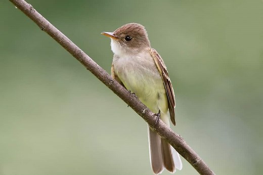 Willow Flycatcher
