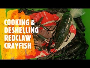 REDCLAW QUEENSLAND FISHING CATCHING RED CLAW 2 COOKING RED CLAW AUSTRALIAN REDCLAW CRAYFISH YABBIES