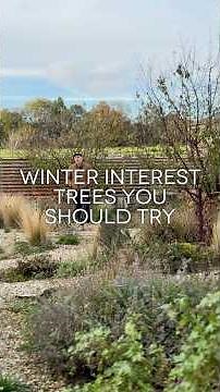 Beautiful Tree For WINTER!