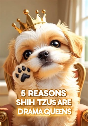 5 Reasons Shih Tzus Are Drama Queens