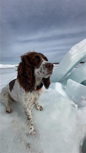 Dopes on ice! 2 tiny springer spaniels hike Lake Superior. #TheDopes