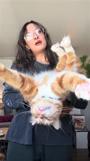 Addressing Dinnerbone Allegations: Orange Cat Behavior Explained