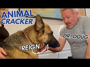 YOUNG GERMAN SHEPHERD WITH EARLY SIGNS OF HIP DYSPLASIA 🐶