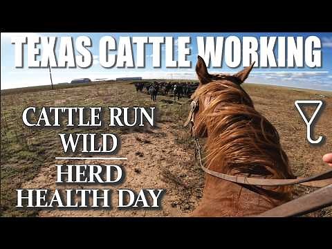 CATTLE RUN WILD in Texas | Cowboys Take Control