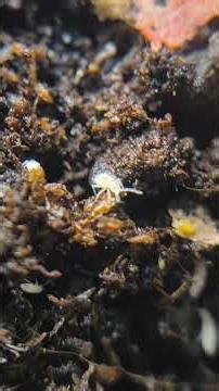 Springtails. I find them so interesting! They interact a lot with each other and are very active!👍