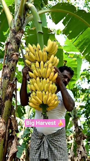 Huge Banana Harvest 🍌 | Village Farmer Life