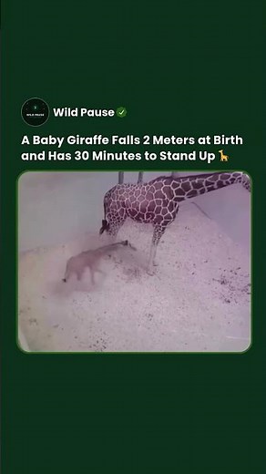 The 6-Foot Drop at Birth Is Not an Accident — It Starts the Giraffe's Life #shorts #giraffe #animals