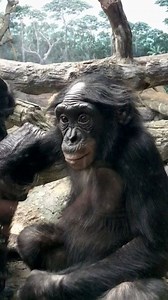 17K views · 1.9K reactions | Bo the 5-year-old bonobo making spit bubbles. Anyone else have a similar 5-year-old? | Cincinnati Zoo & Botanical Garden | Facebook