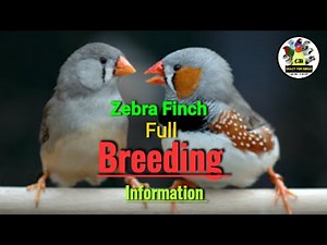 Zebra finchs full breeding information
