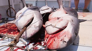 We Went Fishing with Japan's Shark Hunters