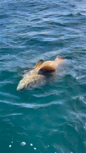 Kevin Nelson on Reels