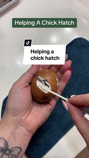 Assisting a Chick in Hatching - Tips and Techniques