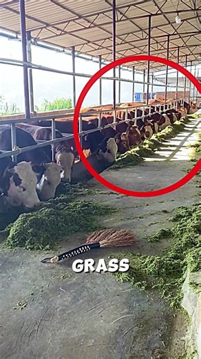 Management of Cattle Farming in Japan🐄🤯#farm